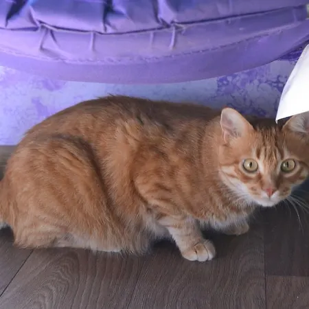 Cosy Joli בית הארחה